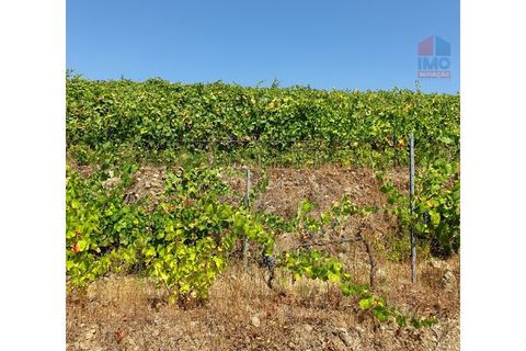 Farm i Vila Real, Vila Real, Vila Real - € 495.000 | Ref: 259200289 - foto 34