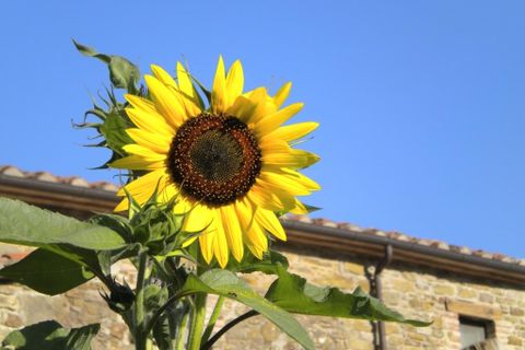 Villa i Pescia, Pistoia, Pescia - € 1.500.000 | Ref: imm pregio-51 - foto 11