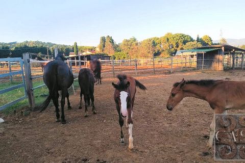 Farm i Rosignano Marittimo, Livorno, Rosignano Marittimo - € 2.800.000 | Ref: v598212-x - foto 14