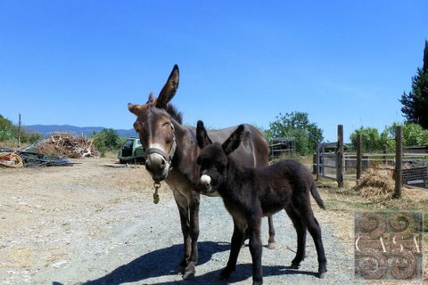 Farm i Rosignano Marittimo, Livorno, Rosignano Marittimo - € 2.800.000 | Ref: v598212-x - foto 16