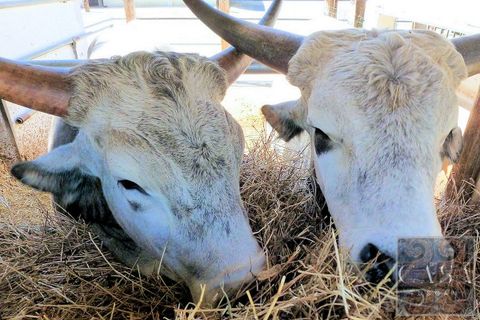 Farm i Rosignano Marittimo, Livorno, Rosignano Marittimo - € 2.800.000 | Ref: v598212-x - foto 18