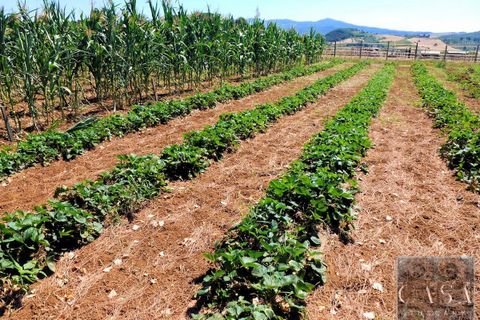 Farm i Rosignano Marittimo, Livorno, Rosignano Marittimo - € 2.800.000 | Ref: v598212-x - foto 19