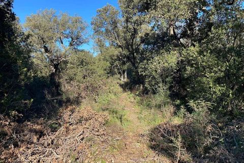 Terra a Telti, Olbia Tempio, Telti - € 270.000 | Ref: OL1043 - foto 4
