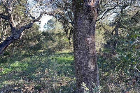 Terra a Telti, Olbia Tempio, Telti - € 270.000 | Ref: OL1043 - foto 5