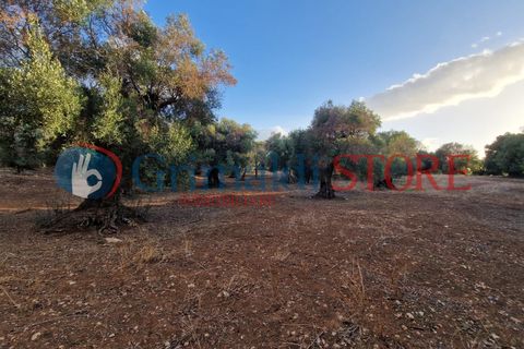 Villa a Manduria, Taranto, Manduria - € 2.300.000 | Ref: 2300CAVALIERE - foto 16