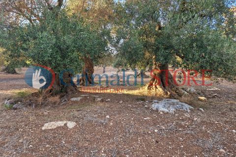 Villa a Manduria, Taranto, Manduria - € 2.300.000 | Ref: 2300CAVALIERE - foto 19