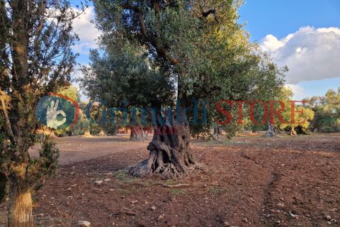 Villa a Manduria, Taranto, Manduria - € 2.300.000 | Ref: 2300CAVALIERE - foto 27