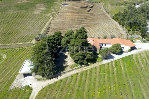 Farm i Tabuaco, Viseu, Tabuaco - € 1.650.000 | Ref: ZMPT567580 - foto 33