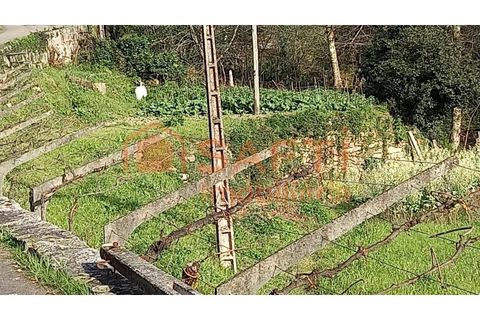 Terra a Ceivaes e Badim, Viana do Castelo, Ceivaes e Badim - € 45.000 | Ref: SAFTI:003192 - foto 6