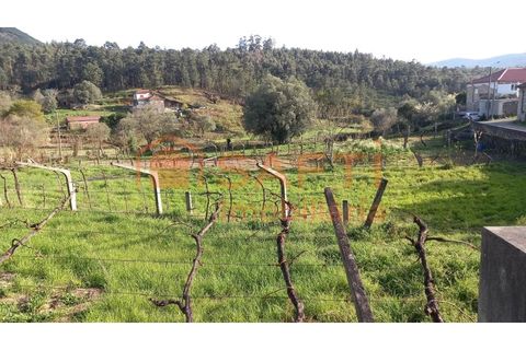 Terra a Ceivaes e Badim, Viana do Castelo, Ceivaes e Badim - € 45.000 | Ref: SAFTI:003192 - foto 13