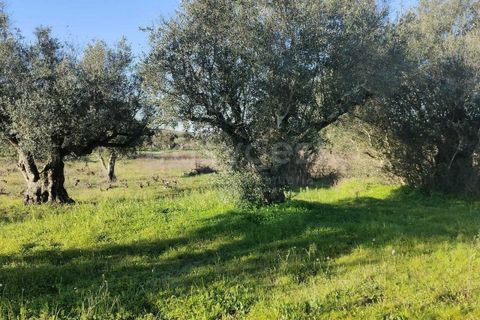 Terra a Cuba, Beja, Cuba - € 7.250 | Ref: BJ96676 - foto 2