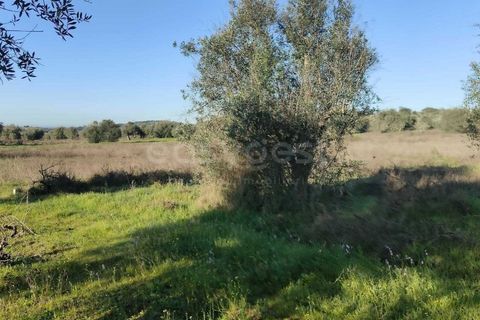 Terra a Cuba, Beja, Cuba - € 7.250 | Ref: BJ96676 - foto 3