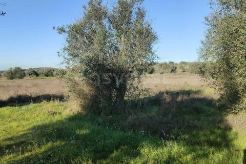 Terra a Cuba, Beja, Cuba - € 7.250 | Ref: BJ96676 - foto 4