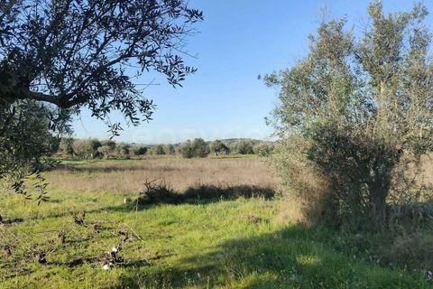 Terra a Cuba, Beja, Cuba - € 7.250 | Ref: BJ96676 - foto 5
