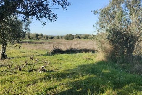 Terra a Cuba, Beja, Cuba - € 7.250 | Ref: BJ96676 - foto 6
