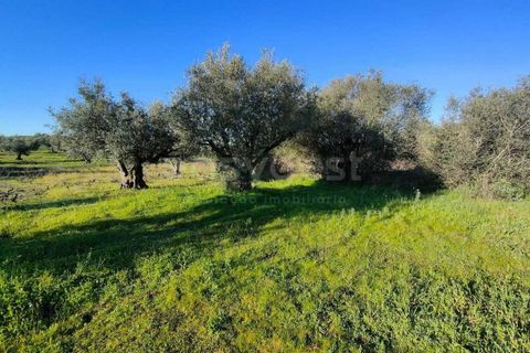 Terra a Cuba, Beja, Cuba - € 7.250 | Ref: BJ96676 - foto 7