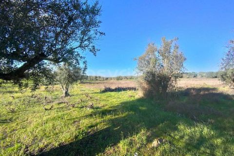 Terra a Cuba, Beja, Cuba - € 7.250 | Ref: BJ96676 - foto 8
