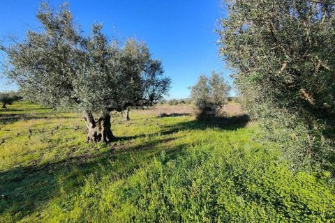 Terra a Cuba, Beja, Cuba - € 7.250 | Ref: BJ96676 - foto 9