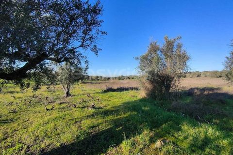 Terra a Cuba, Beja, Cuba - € 7.250 | Ref: BJ96676 - foto 10