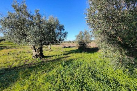 Terra a Cuba, Beja, Cuba - € 7.250 | Ref: BJ96676 - foto 11