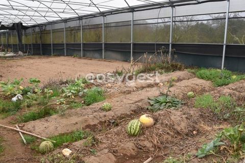 Helårsgrund i Viseu, Viseu, Viseu - € 60.000 | Ref: VS95756 - foto 16
