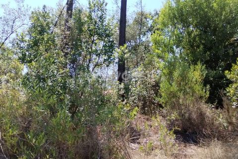 Helårsgrund i Tomar, Santarem, Tomar - € 36.000 | Ref: TM96122 - foto 3