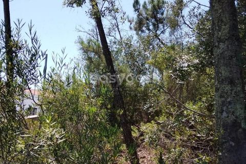 Helårsgrund i Tomar, Santarem, Tomar - € 36.000 | Ref: TM96122 - foto 4