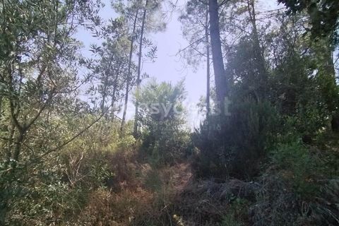 Helårsgrund i Tomar, Santarem, Tomar - € 36.000 | Ref: TM96122 - foto 5