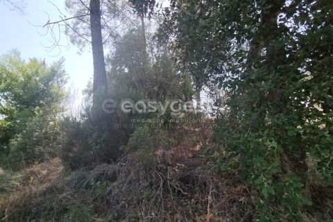 Helårsgrund i Tomar, Santarem, Tomar - € 36.000 | Ref: TM96122 - foto 6