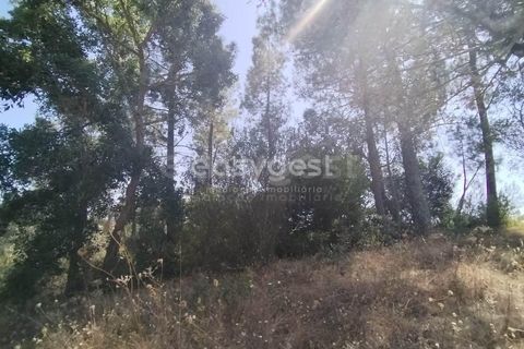 Helårsgrund i Tomar, Santarem, Tomar - € 36.000 | Ref: TM96122 - foto 9