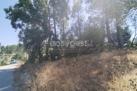 Helårsgrund i Tomar, Santarem, Tomar - € 36.000 | Ref: TM96122 - foto 11