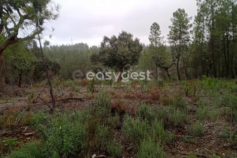 Helårsgrund i Castelo Branco, Castelo Branco, Castelo Branco - € 20.000 | Ref: CB95619MA - foto 4