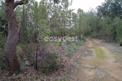 Helårsgrund i Castelo Branco, Castelo Branco, Castelo Branco - € 20.000 | Ref: CB95619MA - foto 5
