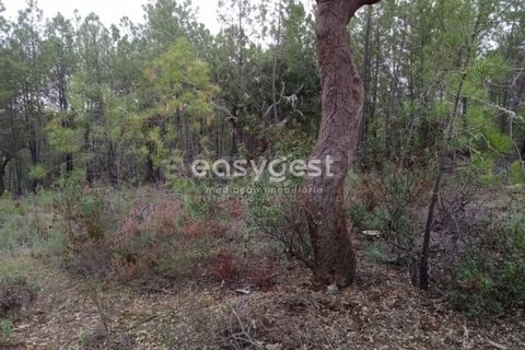 Helårsgrund i Castelo Branco, Castelo Branco, Castelo Branco - € 20.000 | Ref: CB95619MA - foto 9