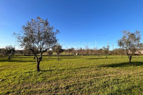Farm i Mangualde, Viseu, Mangualde - € 1.070.000 | Ref: VS96543 - foto 3