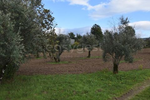 Farm i Mangualde, Viseu, Mangualde - € 1.070.000 | Ref: VS96543 - foto 10