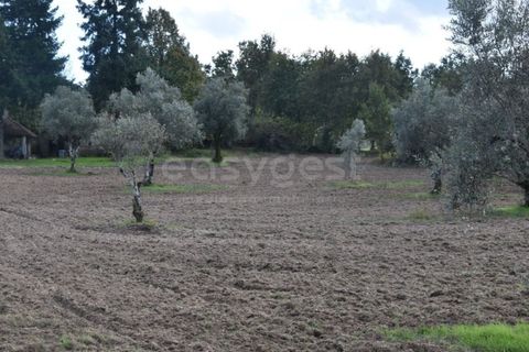 Farm i Mangualde, Viseu, Mangualde - € 1.070.000 | Ref: VS96543 - foto 13