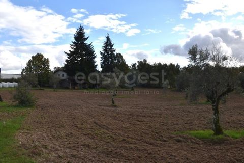 Farm i Mangualde, Viseu, Mangualde - € 1.070.000 | Ref: VS96543 - foto 14