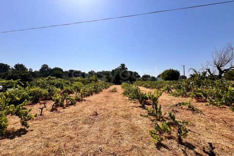 Tomt i Abrantes, Santarem, Abrantes - € 60 000 | Ref: TM95484 - foto 8