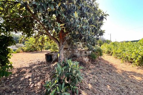 Tomt i Abrantes, Santarem, Abrantes - € 60 000 | Ref: TM95484 - foto 15