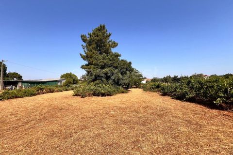 Tomt i Abrantes, Santarem, Abrantes - € 60 000 | Ref: TM95484 - foto 17