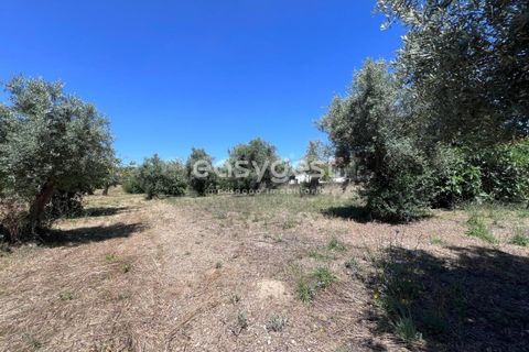 Helårsgrund i Tomar, Santarem, Tomar - € 67.000 | Ref: TM95830 - foto 3