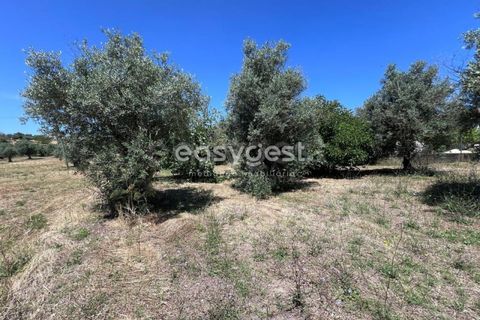 Helårsgrund i Tomar, Santarem, Tomar - € 67.000 | Ref: TM95830 - foto 4