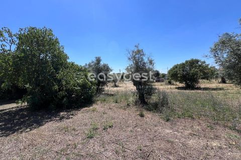 Helårsgrund i Tomar, Santarem, Tomar - € 67.000 | Ref: TM95830 - foto 8