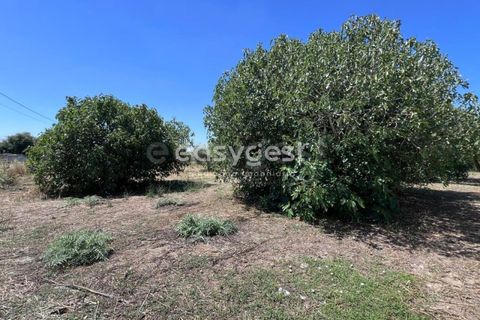 Helårsgrund i Tomar, Santarem, Tomar - € 67.000 | Ref: TM95830 - foto 11