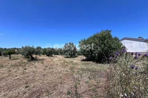 Helårsgrund i Tomar, Santarem, Tomar - € 67.000 | Ref: TM95830 - foto 14
