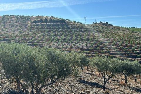 Terra a Torre de Moncorvo, Braganca, Torre de Moncorvo - € 400.000 | Ref: BG95742TM - foto 4