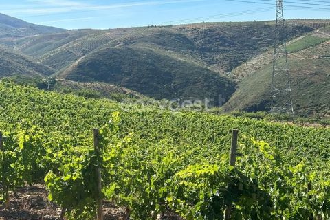 Terra a Torre de Moncorvo, Braganca, Torre de Moncorvo - € 400.000 | Ref: BG95742TM - foto 6