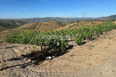 Terra a Torre de Moncorvo, Braganca, Torre de Moncorvo - € 400.000 | Ref: BG95742TM - foto 8