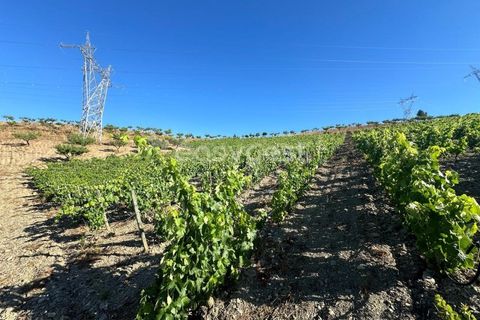 Terra a Torre de Moncorvo, Braganca, Torre de Moncorvo - € 400.000 | Ref: BG95742TM - foto 9